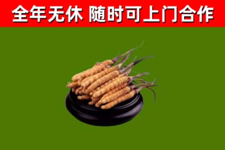 成县回收冬虫夏草