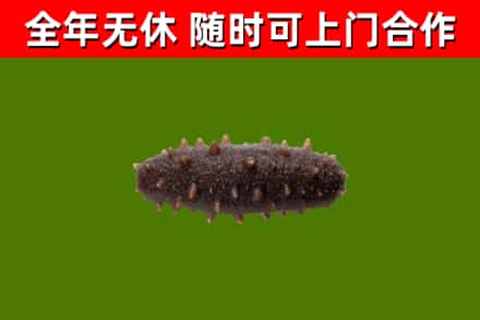 成县回收海参干